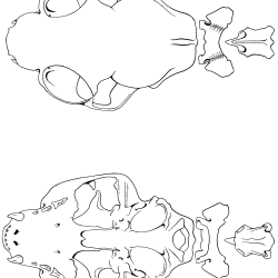 Felis domesticus Figure 1