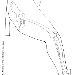 Felis domesticus Figure 10