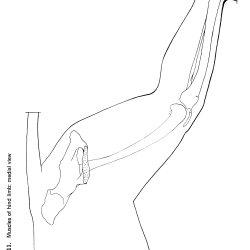 Felis domesticus Figure 11