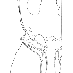Felis domesticus Figure 18
