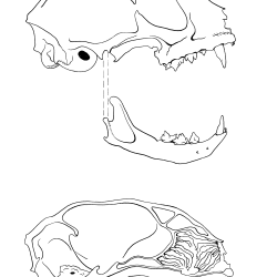 Felis domesticus Figure 2