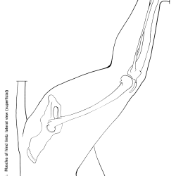 Felis domesticus Figure 9