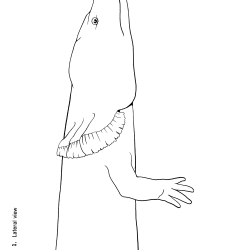 Necturus maculosus Figure 1