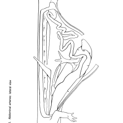 Necturus maculosus Figure 12