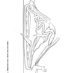 Necturus maculosus Figure 13