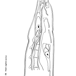 Necturus maculosus Figure 18