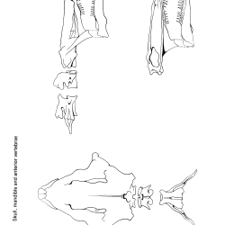 Necturus maculosus Figure 2