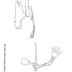 Necturus maculosus Figure 4