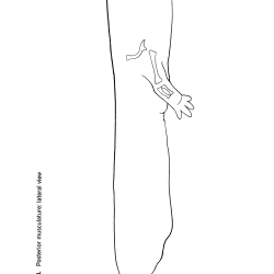 Necturus maculosus Figure 8