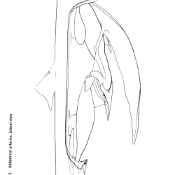 Squalus acantbias Figure 11