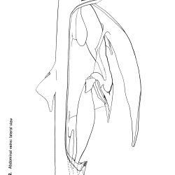 Squalus acantbias Figure 12