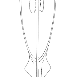 Squalus acantbias Figure 15