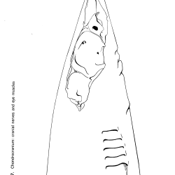 Squalus acantbias Figure 17