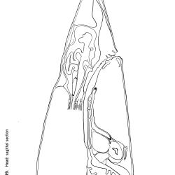 Squalus acantbias Figure 19