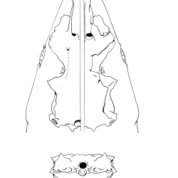 Squalus acantbias Figure 2