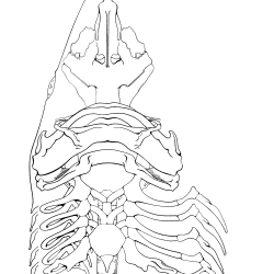 Squalus acantbias Figure 3