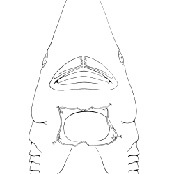 Squalus acantbias Figure 7
