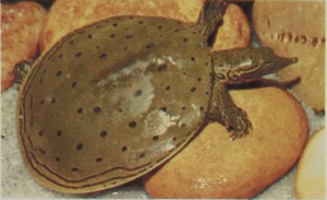 Soft-shell Turtle