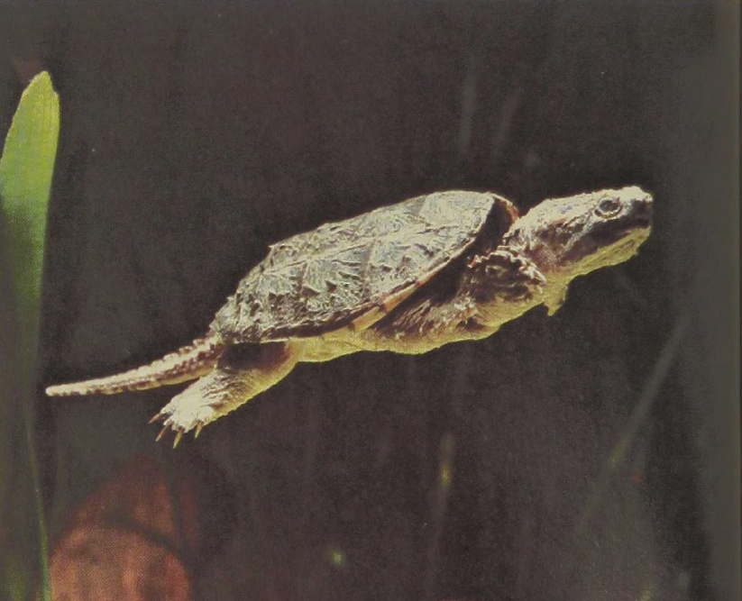 Reptiles Of The World Common Snapping Turtle Gans Collections And