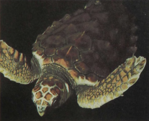 rw-031-HawksbillTurtle