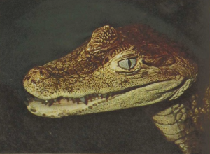 rw-042-SpectacledCaiman