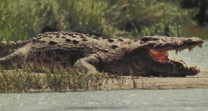 rw-043-NileCrocodile
