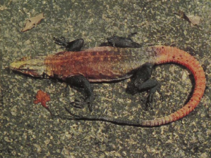 rw-083-ImperialFlatLizard