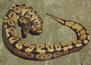 rw-107-BallPython