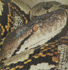 rw-108-ReticulatedPython