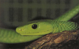 rw-133-GreenMamba